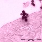 Ein roter Faden durchs Labyrinth der Nanomaterialien