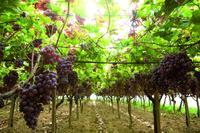Food Chain Partnerships fördern engere Beziehungen entlang der Lieferkette und unterstützen eine nachhaltige Landwirtschaft
