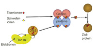 Zellforscher identifizieren neuen Biosynthese-Mechanismus
