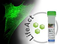 ibidi Produktneuheit: LifeAct-TagGFP2 Protein - Schnelle Analyse von F-Aktin in lebenden und fixierten Zellen