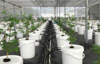 Mexiko: Khiron Life erhält Genehmigung für Vertrieb von CBD-Produkten