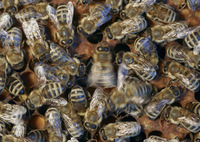 Völkerverständigung im Bienenstock