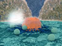 Merck und Pfizer stellen auf der ASCO Daten zu Avelumab, einem Anti-PD-L1-Antikörper aus der Entwicklung, vor