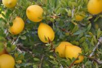 "Fair For Life": BASF-Wirkstoff Lipofructyl™ Argan erneut von Ecocert mit dem Fair-Trade-Label ausgezeichnet