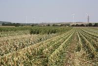 FarmSaat produziert Saatgut nach deutsch-österreichischem Standard