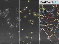 Sparen Sie Zeit: Automatische Analyse von Chemotaxis-Assays