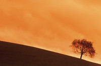 Corbis startet Live-Webchat