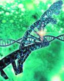 Europäisches Patentamt beabsichtigt Patenterteilung für CRISPR-Technologie von Merck