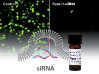 ibidi Produktneuheit: Fuse-It-siRNA - Schnelle und biokompatible siRNA-Transfektion