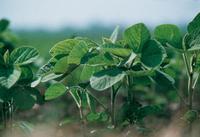 Neue Möglichkeiten bei der Züchtung und Entwicklung von Sojasorten: Bayer CropScience baut Partnerschaft in Forschung und Entwicklung mit Nature Source Genetics aus