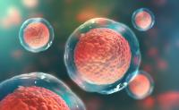 CRISPR/Cas9 Knockout Cell Lines and Lysates