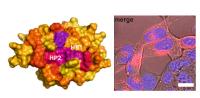 Dem HIV-Protein NEF auf der Spur