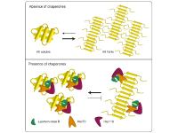 Molekulare Chaperone als Helfer gegen Chorea Huntington identifiziert