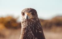 The Famed falconer Leo Mandlsperger relies on Loder AT#1 tire for his livelihood!