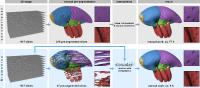 Biomedizin: viele Bilder – weniger Rätsel