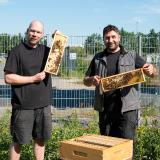 Ein Zuhause für 50.000 Mitarbeiter*innen: terminic GmbH verlängert Bienenpatenschaft um ein weiteres Jahr