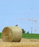 Untersuchung der Biologischen Station im Kreis Paderborn bestätigt erneut: Rotmilane und Windkraftanlagen vertragen sich