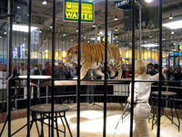 WALTER-Tiger gewinnt "Top-Innovationspreis 2005"