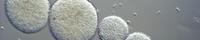 ProBioGen Will License GlymaxX® to Thermo Fisher Scientific for Use in Developing Allergy Diagnostics