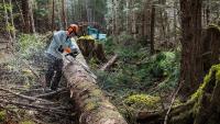 Wie der Content in den Wald kam