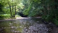 Wenn der Fluss krank ist - Diagnose und Therapie