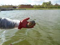 Emschergenossenschaft setzt 300 Muscheln im PHOENIX See ein