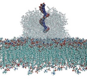Gewinner des SC05-Awards ´HPC Analytics Challenge´ machen ihre Entdeckungen mit Lösungen von SGI