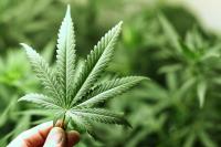 Ausschuss des Repräsentantenhauses stimmt für Marihuana-Legalisierung