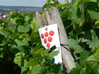 Württemberger Weinfrühling in der Region Heilbronn-Franken