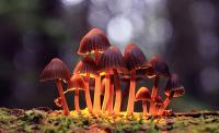 Champignon Brands sponsert Initiative für legalen Zugang zu Psilocybin