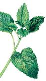 Refreshing Newtrition(TM) from Cognis at Vitafoods
