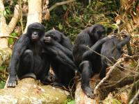 Kriegerische Auseinandersetzungen könnten unterschiedliche Sozialstrukturen bei Schimpansen und Bonobos erklären