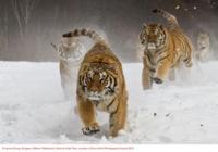 Sony World Photography Awards 2013: Der Countdown läuft