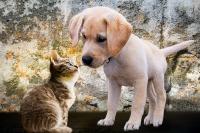 General History of Dogs