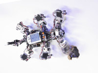 Organisiertes Chaos macht Robotern Beine