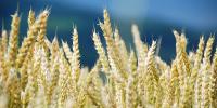 Deep Learning und Computer Vision in der Landwirtschaft