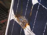 BP Solar Sicherheitsabschaltung, über 100.000 Module betroffen - DGS sucht betroffene Betreiber mit Modulschäden