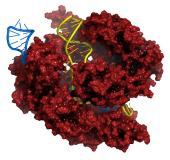 Merck entwickelt alternative CRISPR-Methode für die Geneditierung
