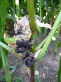 Stoffwechsel der Maispflanze gehorcht Parasitenproteinen