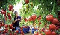 Weiterer Meilenstein zur Stärkung des Obst- und Gemüsegeschäfts: Bayer CropScience übernimmt US-Spezialisten für biologischen Pflanzenschutz AgraQuest für fast 500 Millionen US-Dollar