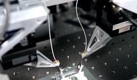 Simultane Tests optischer Komponenten in der Siliziumphotonik