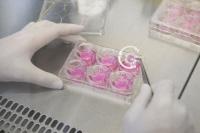 Forschung gegen das Corona-Virus