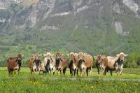 Agolin and Barry-Callebaut join forces in setting a new standard for sustainable dairying.