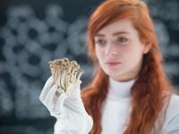Champignon Brands jetzt einzige Firma mit Lizenz zum Einsatz von Psilocybin