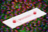 ibidi Product News: Culture Cells on a 3D Gel With Defined Flow