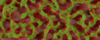 Bakterielle Biofilme detektieren und bekämpfen