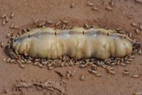Alter und Fruchtbarkeit bei sozialen Insekten
