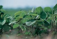 Bayer CropScience stärkt mit der Übernahme von Biagro sein globales SeedGrowth-Geschäft