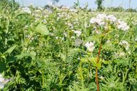 Neues Zwischenfrucht-Saatgut: Greening mit FarmOK der FarmSaat AG