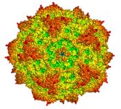 Medikament aktiviert Virus gegen Krebs
